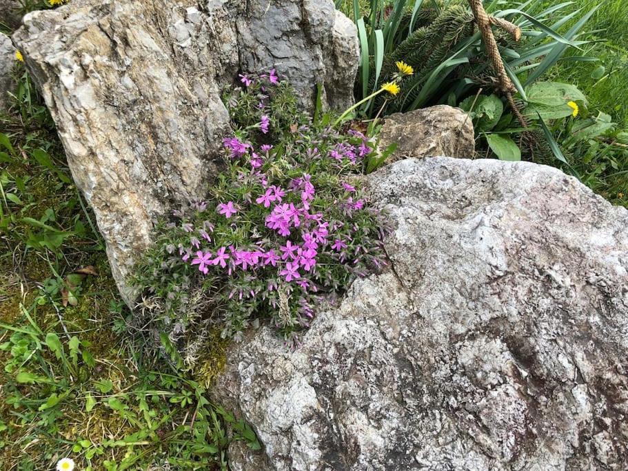 Appartamento Giada Pozzale Di Pieve Di Cadore Extérieur photo