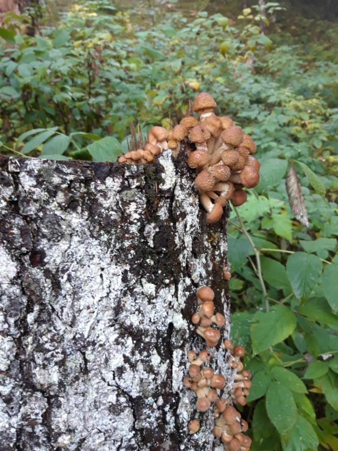 Appartamento Giada Pozzale Di Pieve Di Cadore Extérieur photo